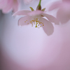淡き光立つ