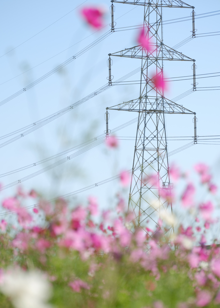 トラスの花園