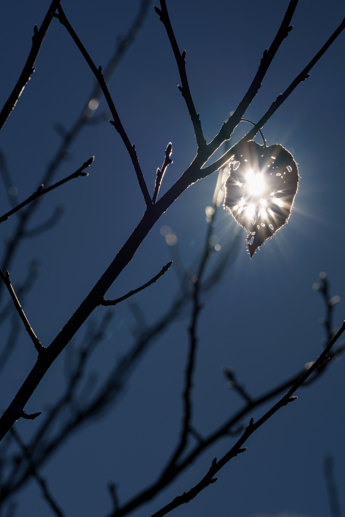 最後の一葉　～光の粒子と波動～