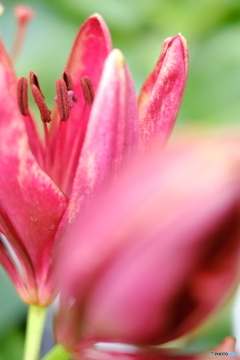 花言葉をつけるなら「高貴」