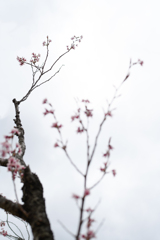 春寒