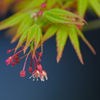 静かな開花