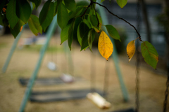 公園の小さな秋