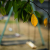 公園の小さな秋
