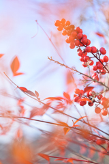 2026年　初ナンテン