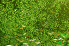 揺らぎの新緑