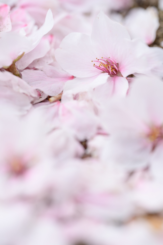 地上に咲く花