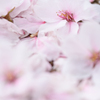 地上に咲く花