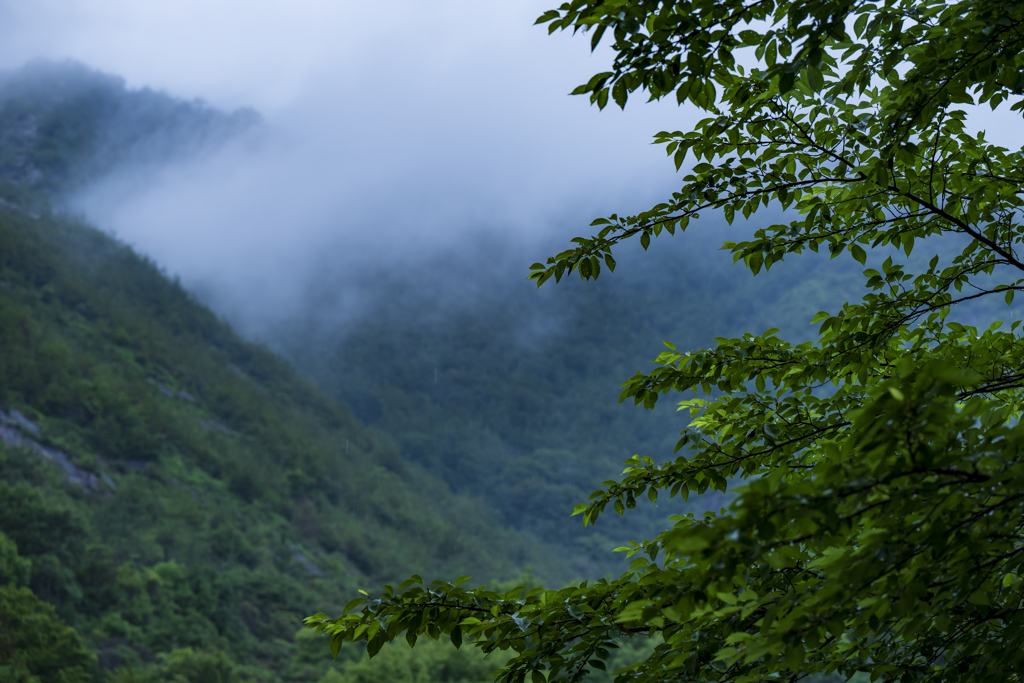 梅雨の情景