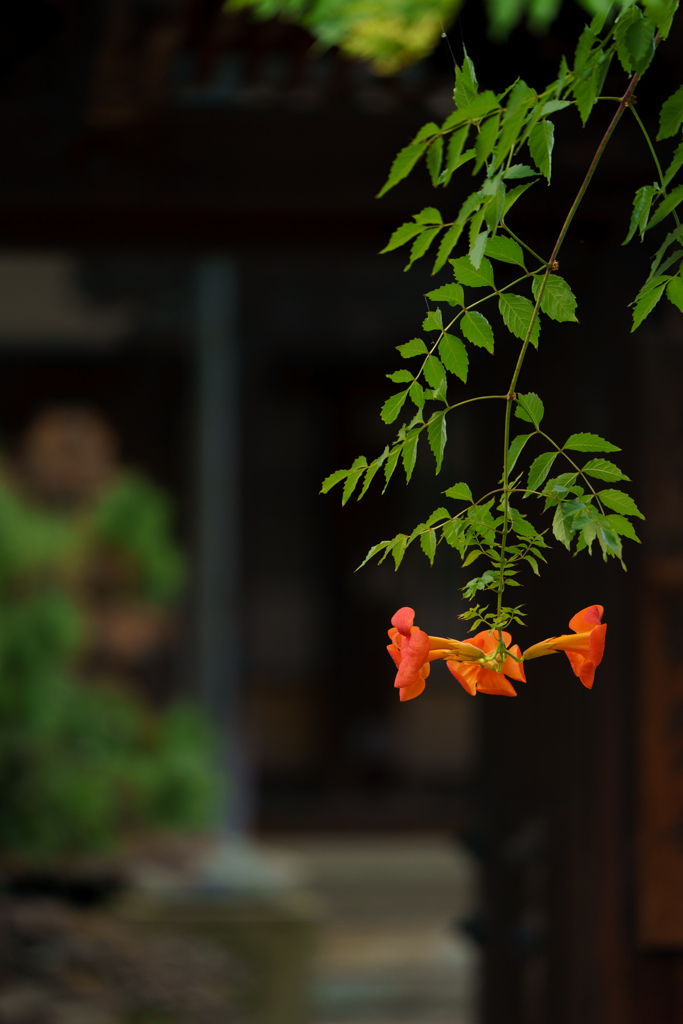 夏の名残