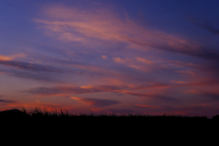 ヨシ原に広がる夕焼け