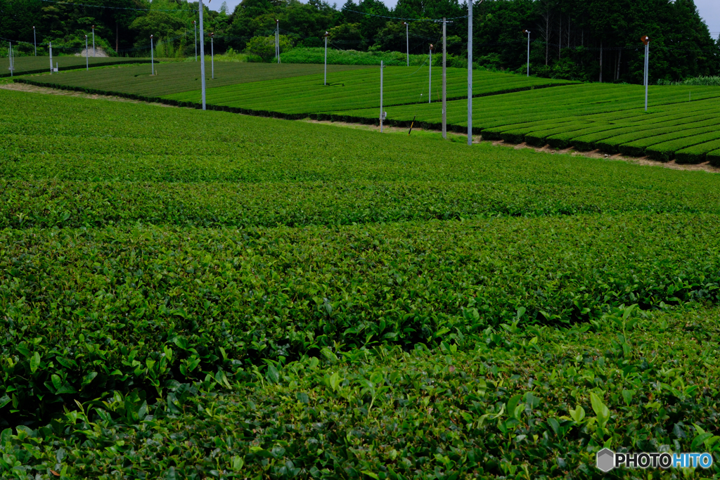 新茶の時期