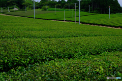 新茶の時期