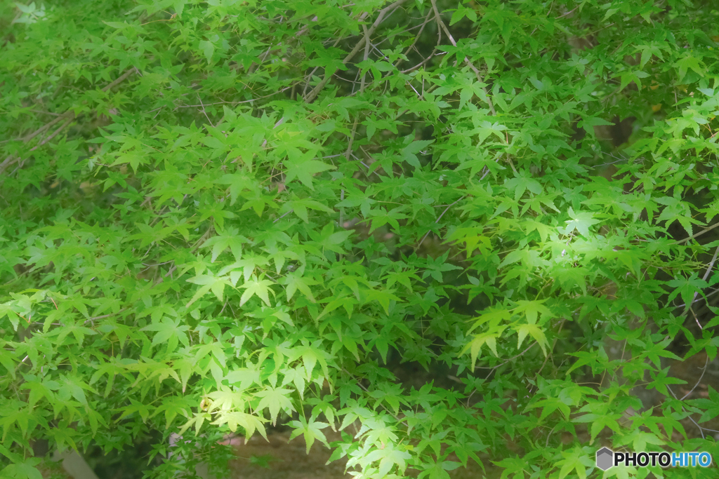 青紅葉の幾何学