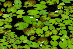 混沌