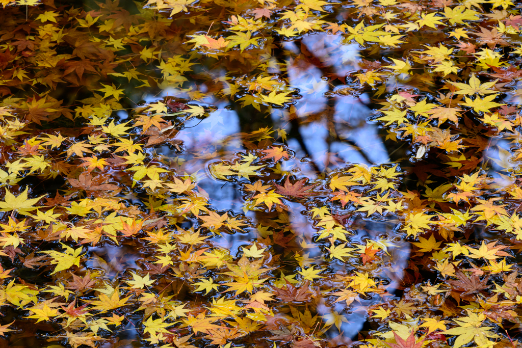 散りてなお魅せる