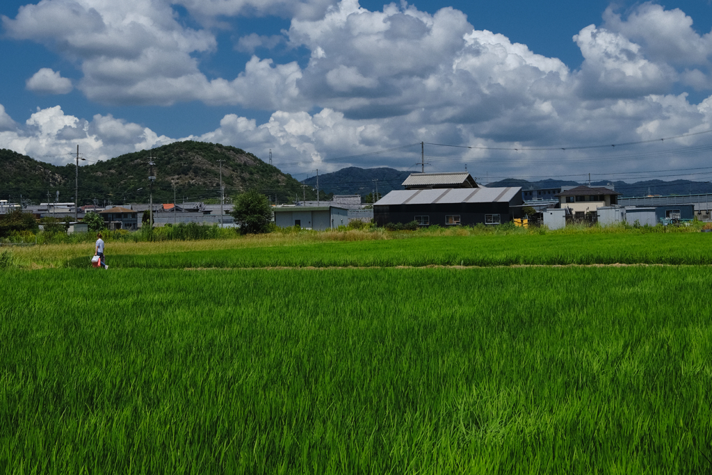 故郷の夏