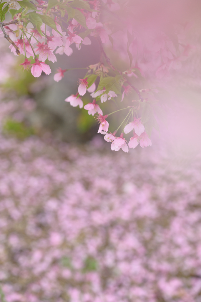 色は匂えど散りぬるを