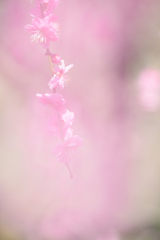 淡き春光