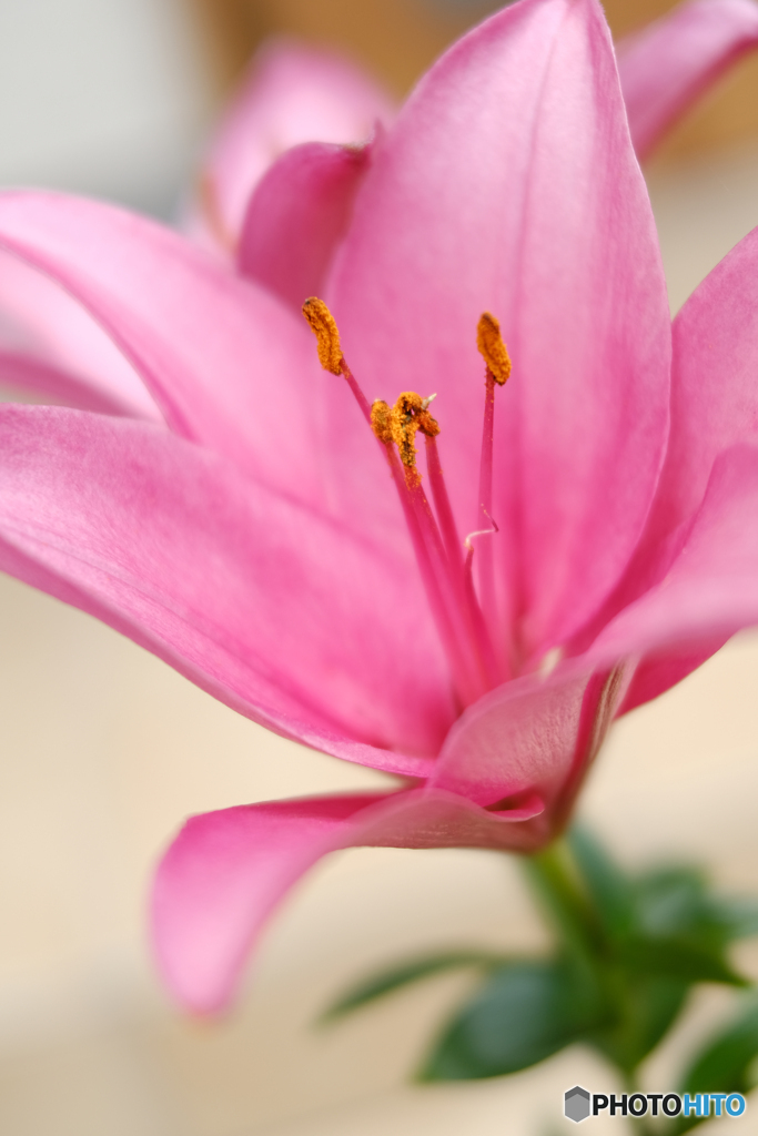 花言葉は「虚栄心 」