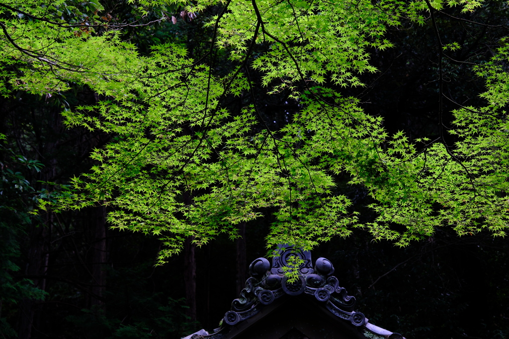 紅葉するのかな？