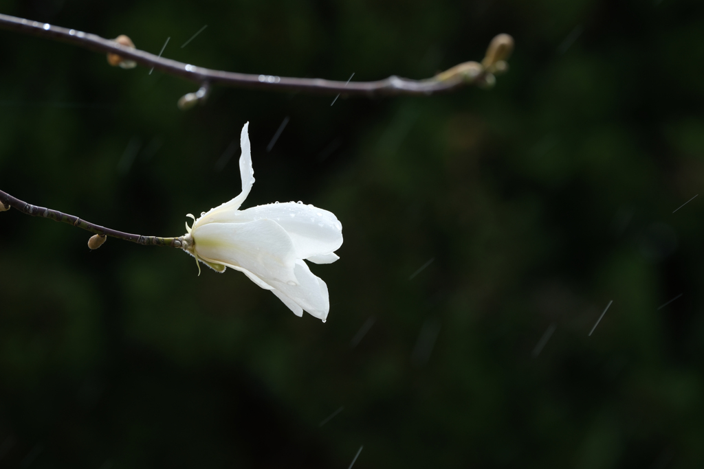 催花雨