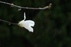 催花雨