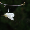 催花雨
