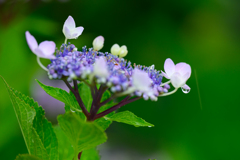 雨に咲く花