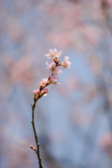 桜の咲くころ