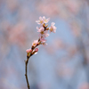 桜の咲くころ