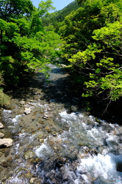 新緑の高野川