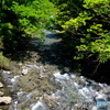 新緑の高野川