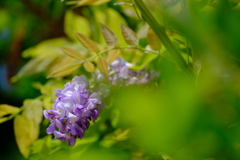 今年も夏咲き