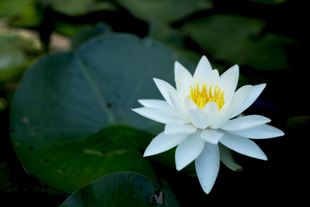 清純