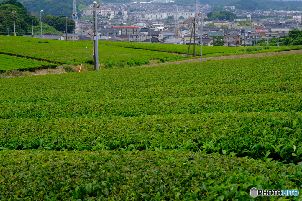 菊川市街とお茶畑