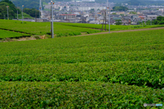 菊川市街とお茶畑