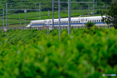 お茶畑と新幹線N700A