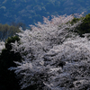 燦爛