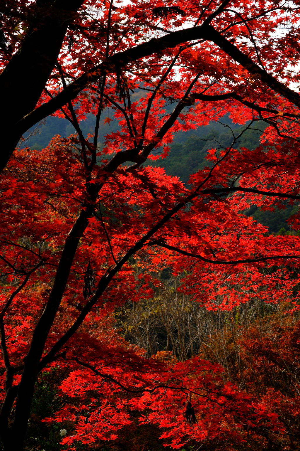 紅色の光