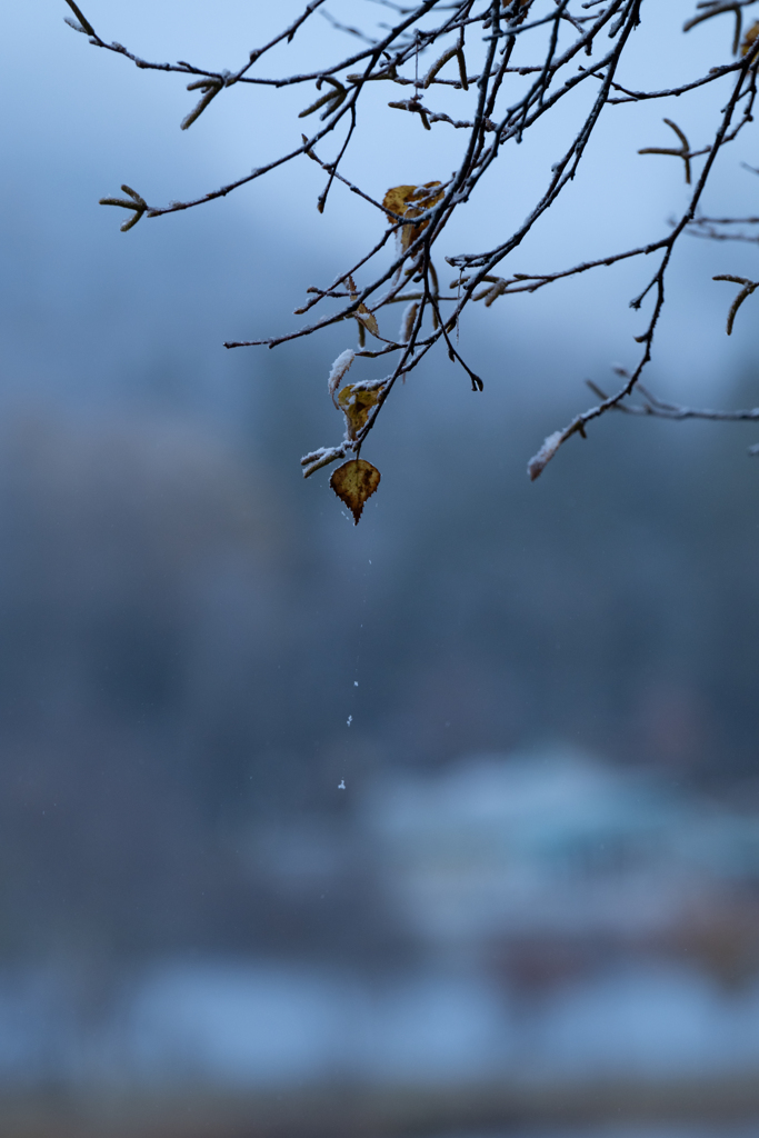 初雪の朝
