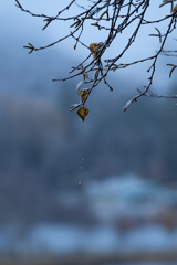 初雪の朝