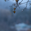 初雪の朝
