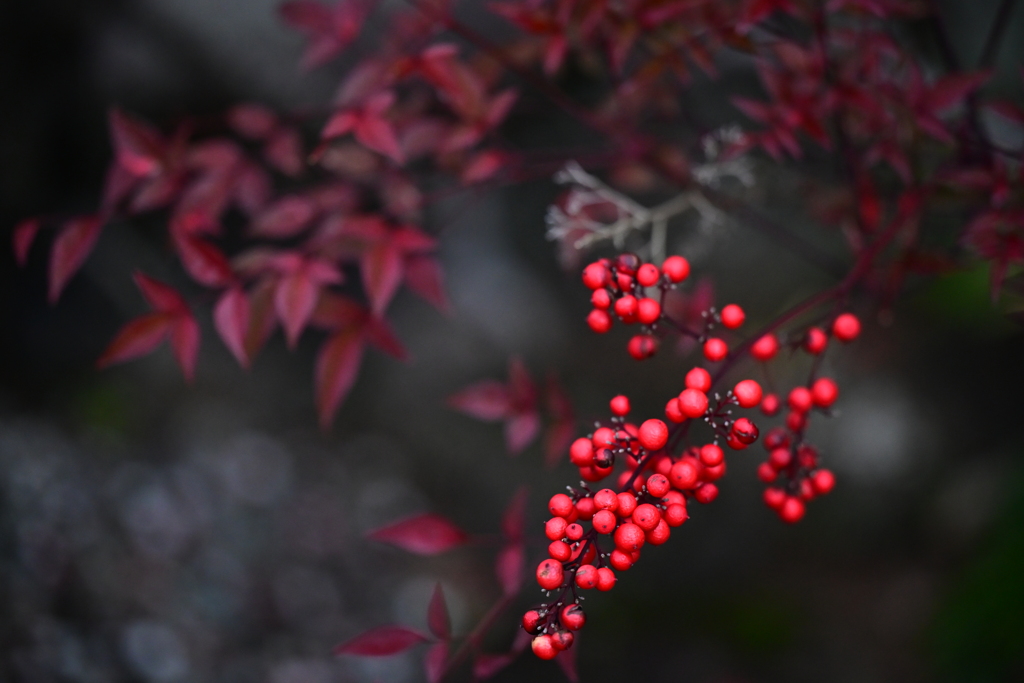 浮かび上がる紅