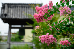 夏の彩り