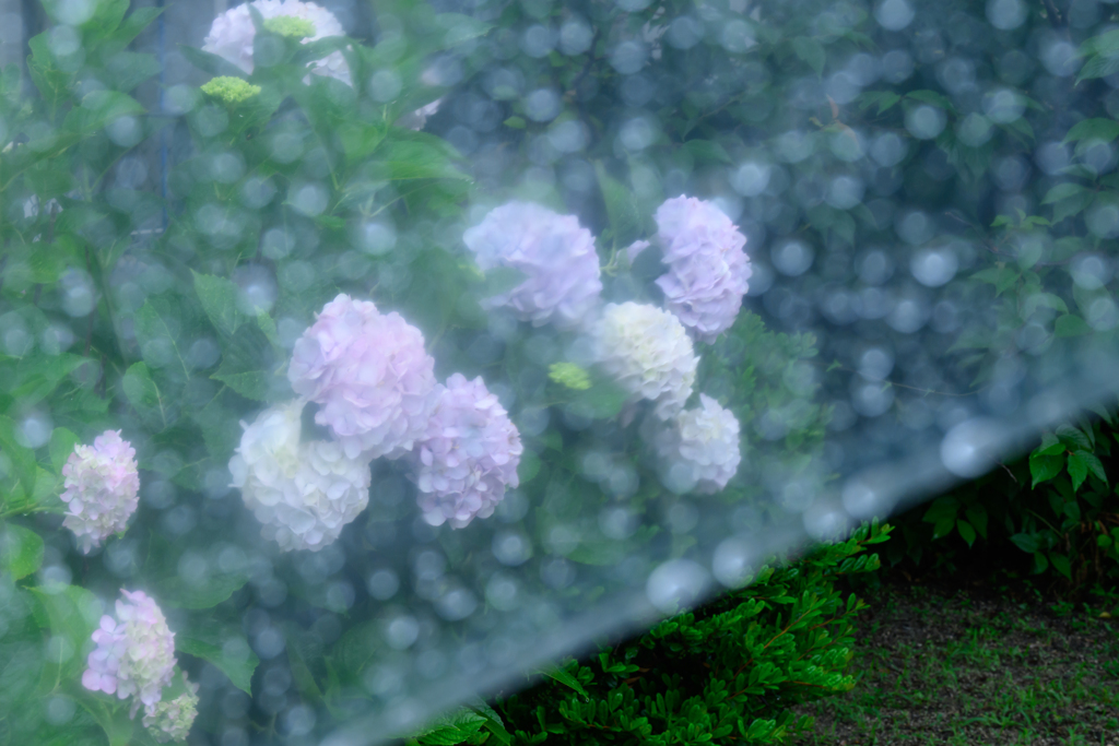 涼雨