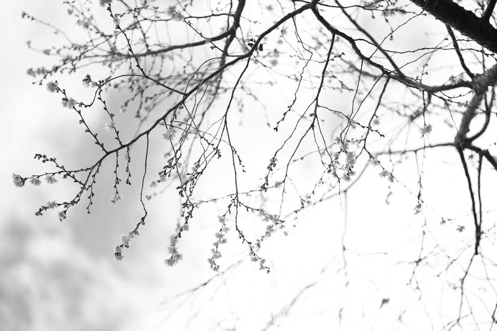 舞う雪のように