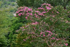 夏の彩り