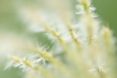 穂芒の舞