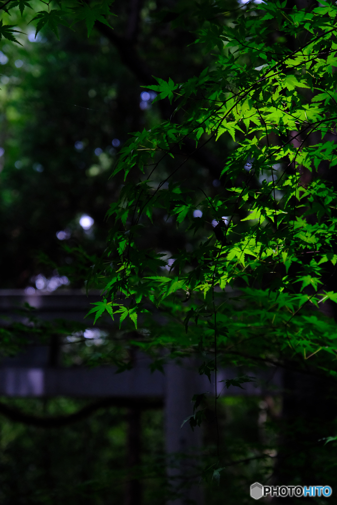 夏の光に輝く